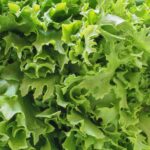 Grön sallad i närbild